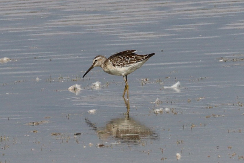 Stilt Sandpiper - ML640624569