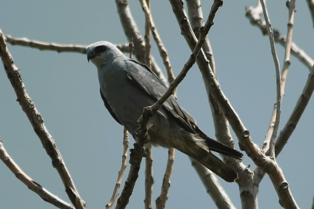 Mississippi Kite - ML640624616