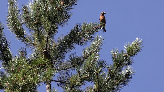 Red Crossbill (Ponderosa Pine or type 2) - ML640624619