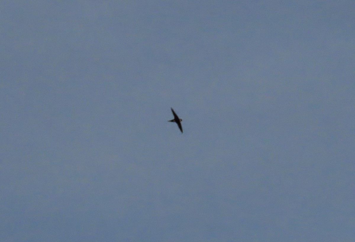 Lesser Swallow-tailed Swift - ML640624666