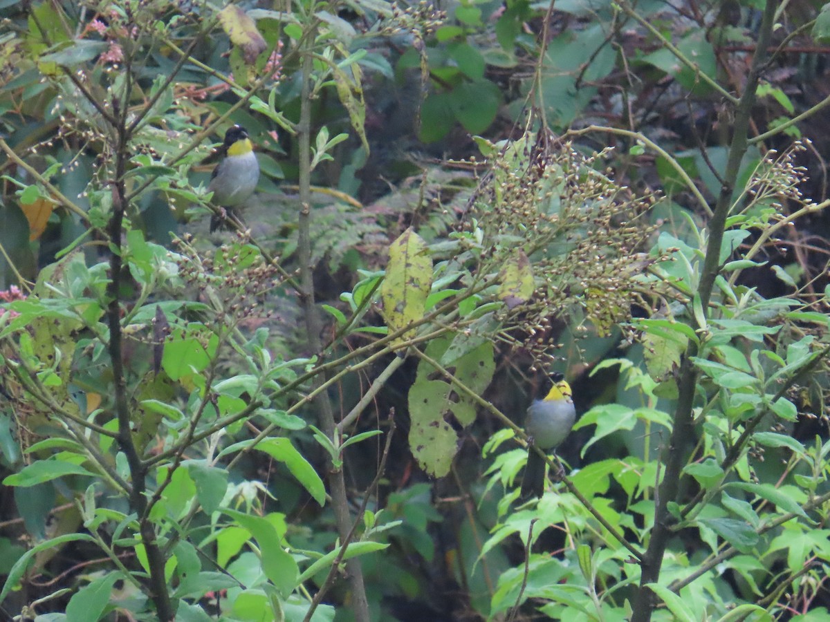White-naped Brushfinch - ML640624685