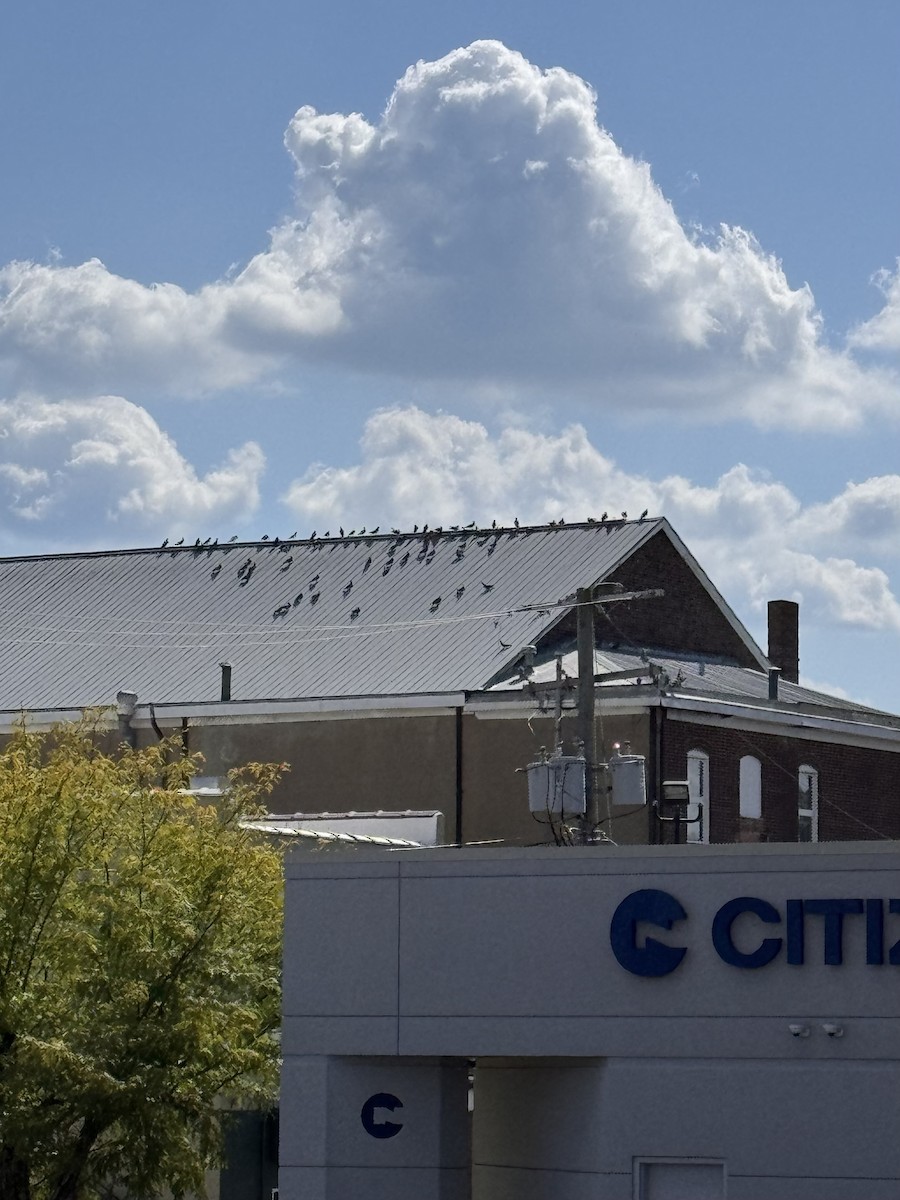 Rock Pigeon (Feral Pigeon) - ML640624805