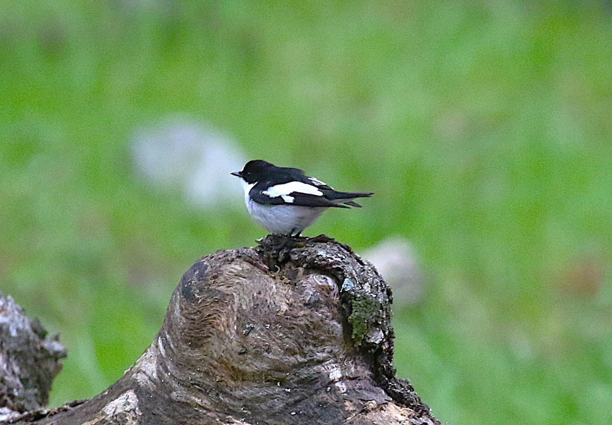 Atlasschnäpper - ML640624891