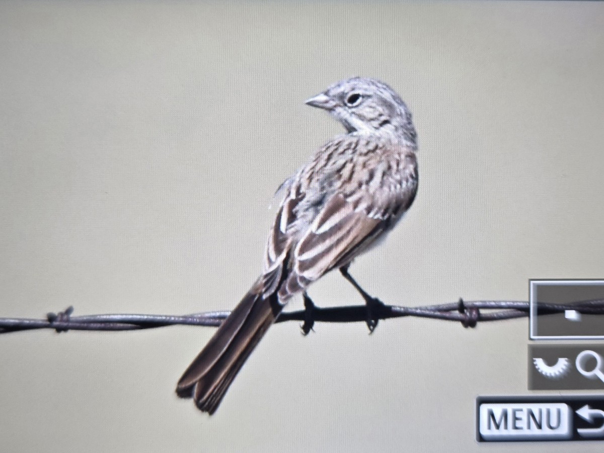 Sagebrush Sparrow - ML640624969