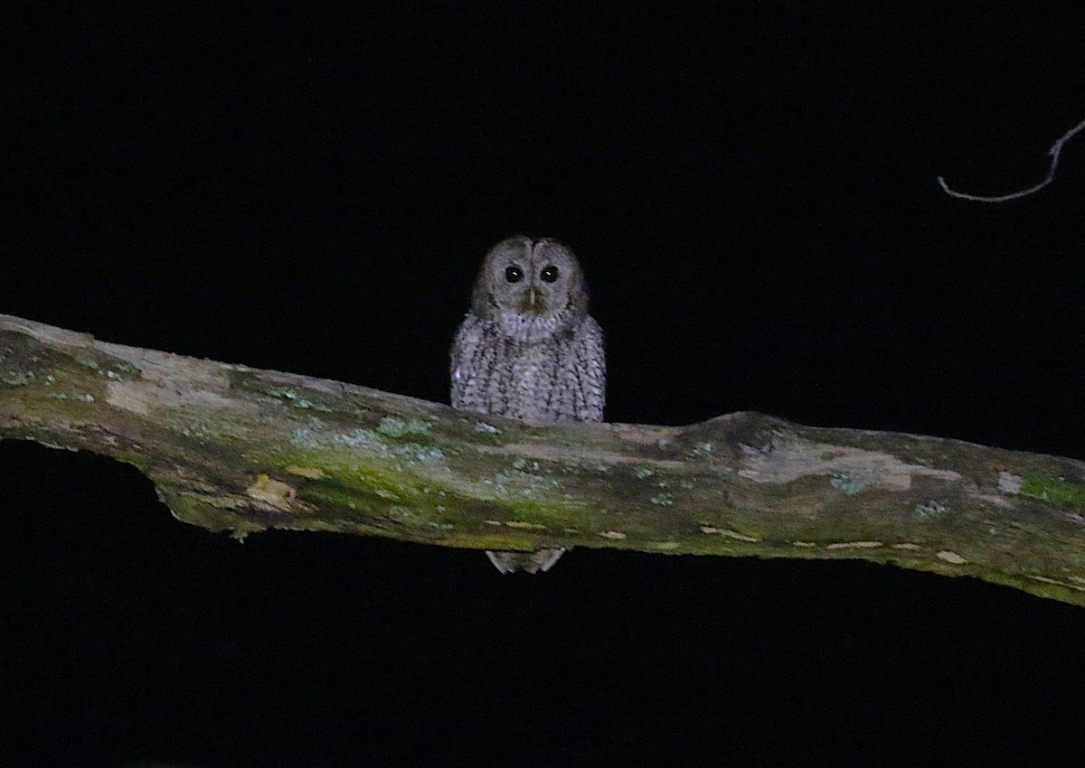 Maghreb Owl - ML640625038