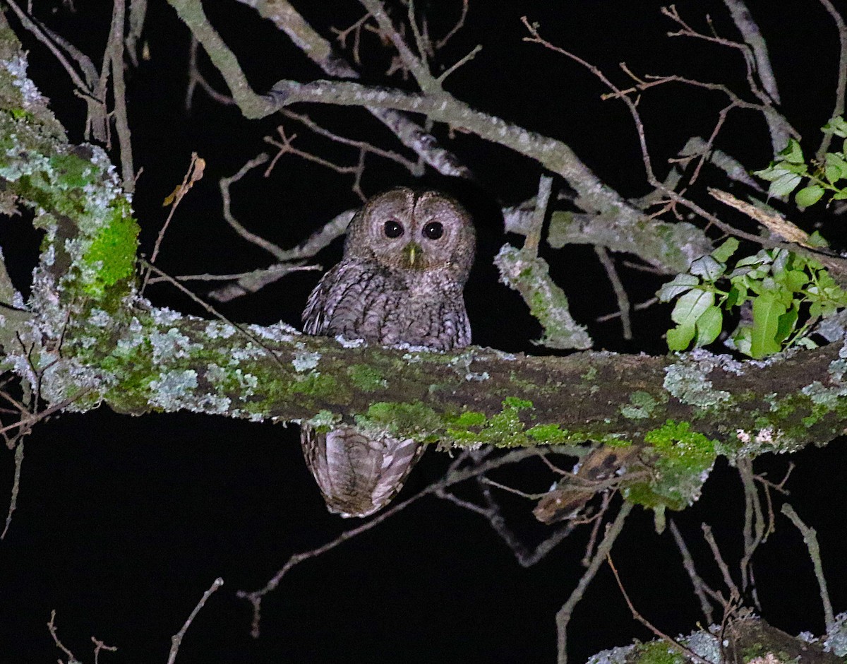 Maghreb Owl - ML640625039