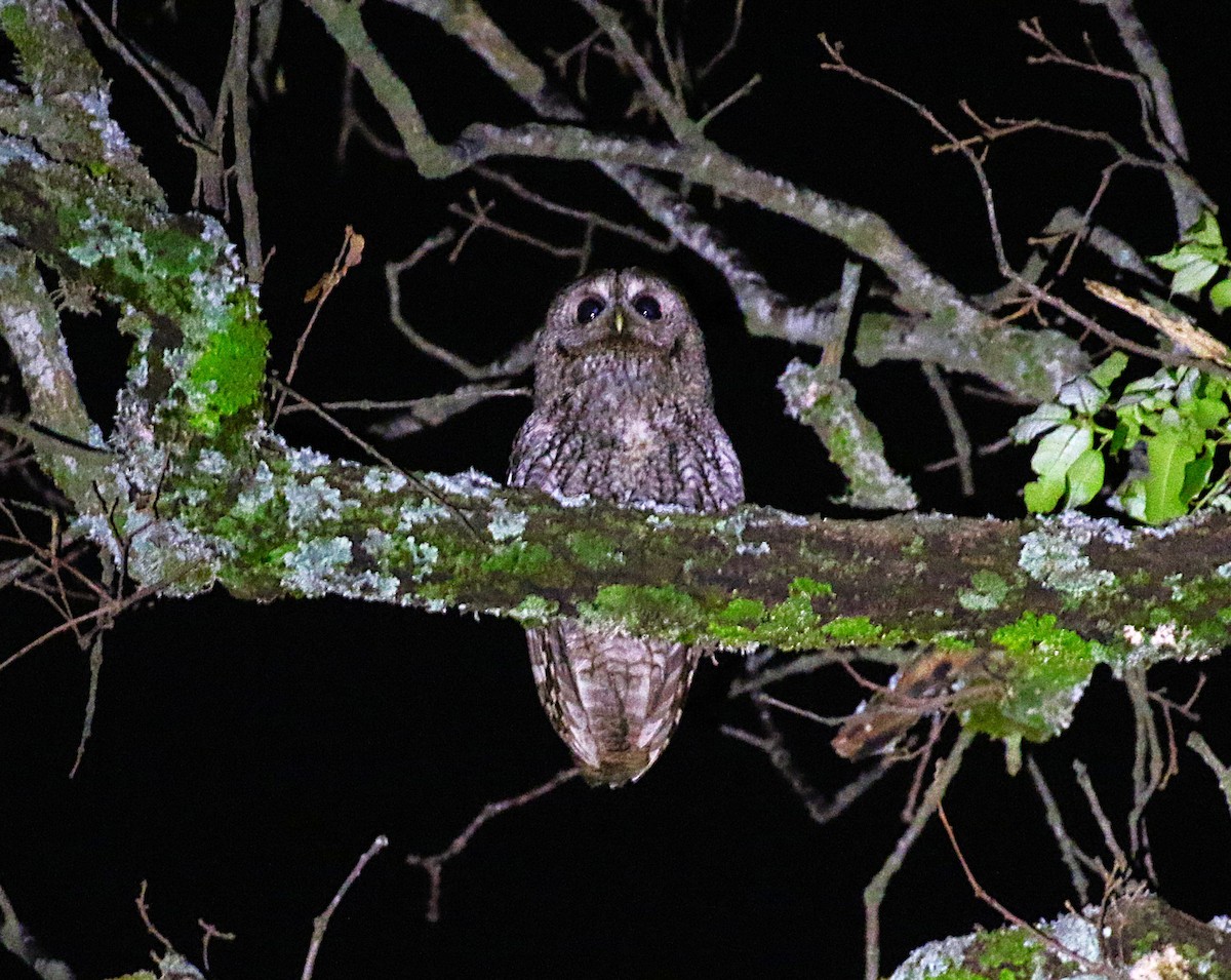 Maghreb Owl - ML640625040