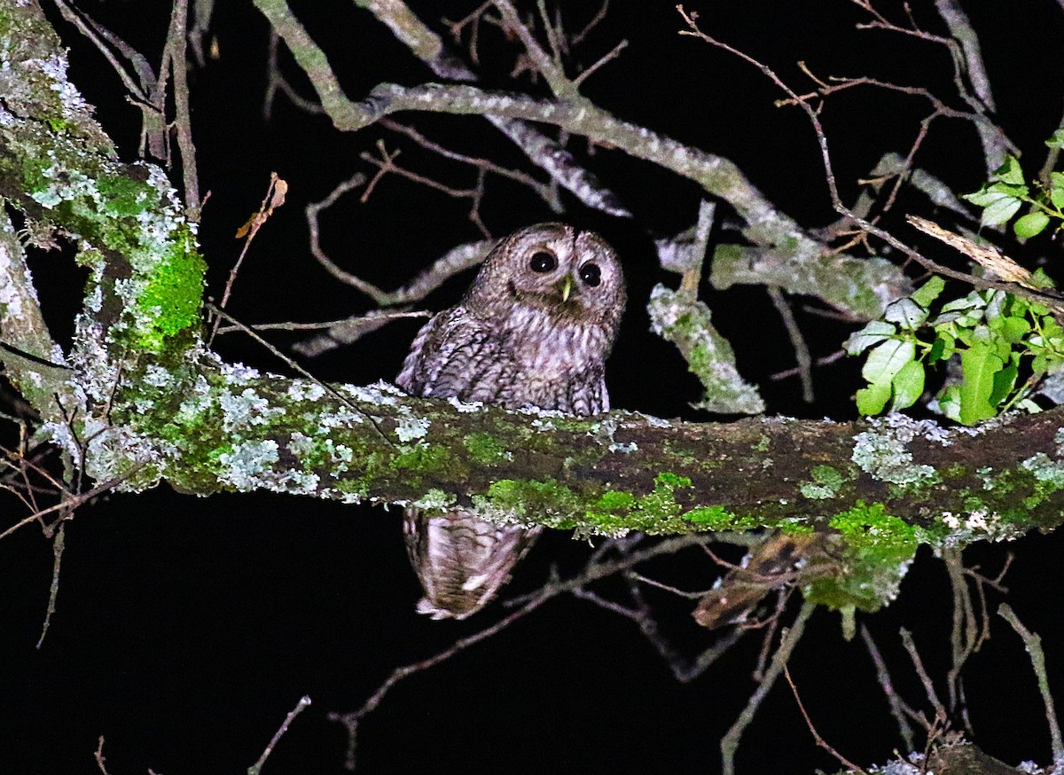 Maghreb Owl - ML640625042