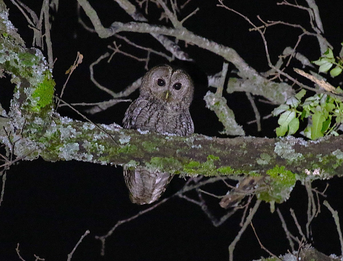 Maghreb Owl - ML640625043