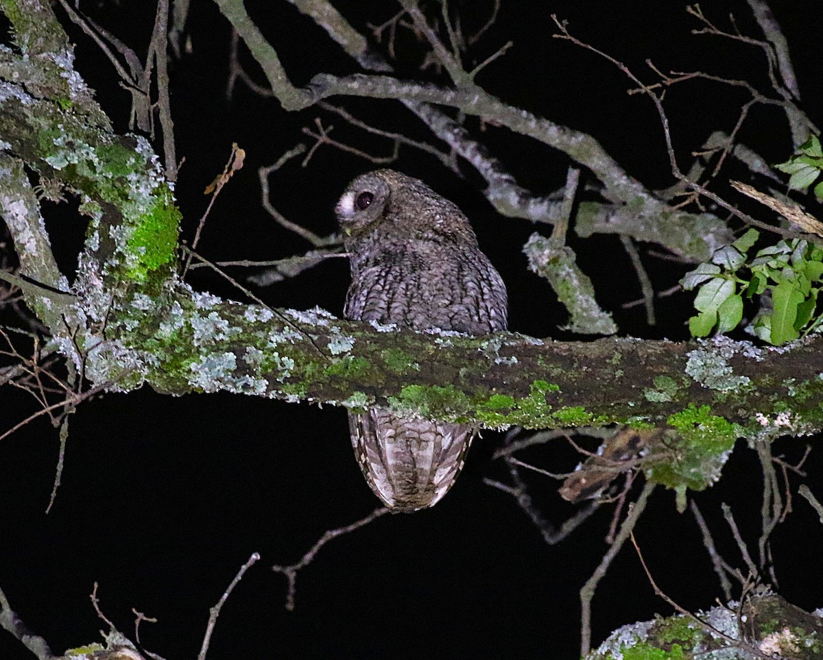 Maghreb Owl - ML640625044