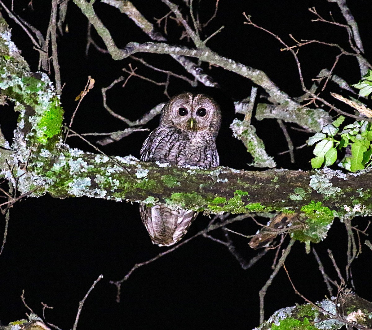 Maghreb Owl - ML640625046