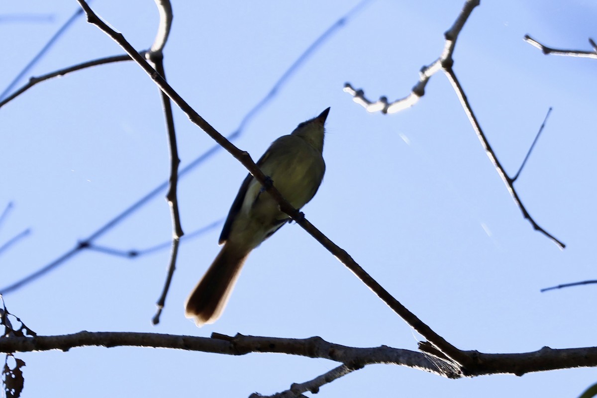 Fuscous Flycatcher - ML640625083