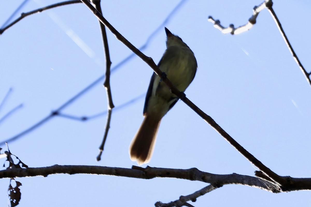 Fuscous Flycatcher - ML640625084