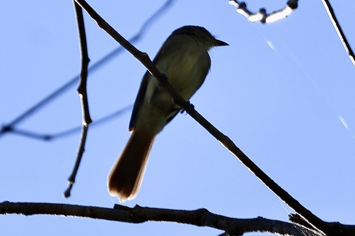 Fuscous Flycatcher - ML640625085