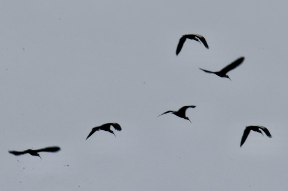 Black-faced Ibis - ML640625104