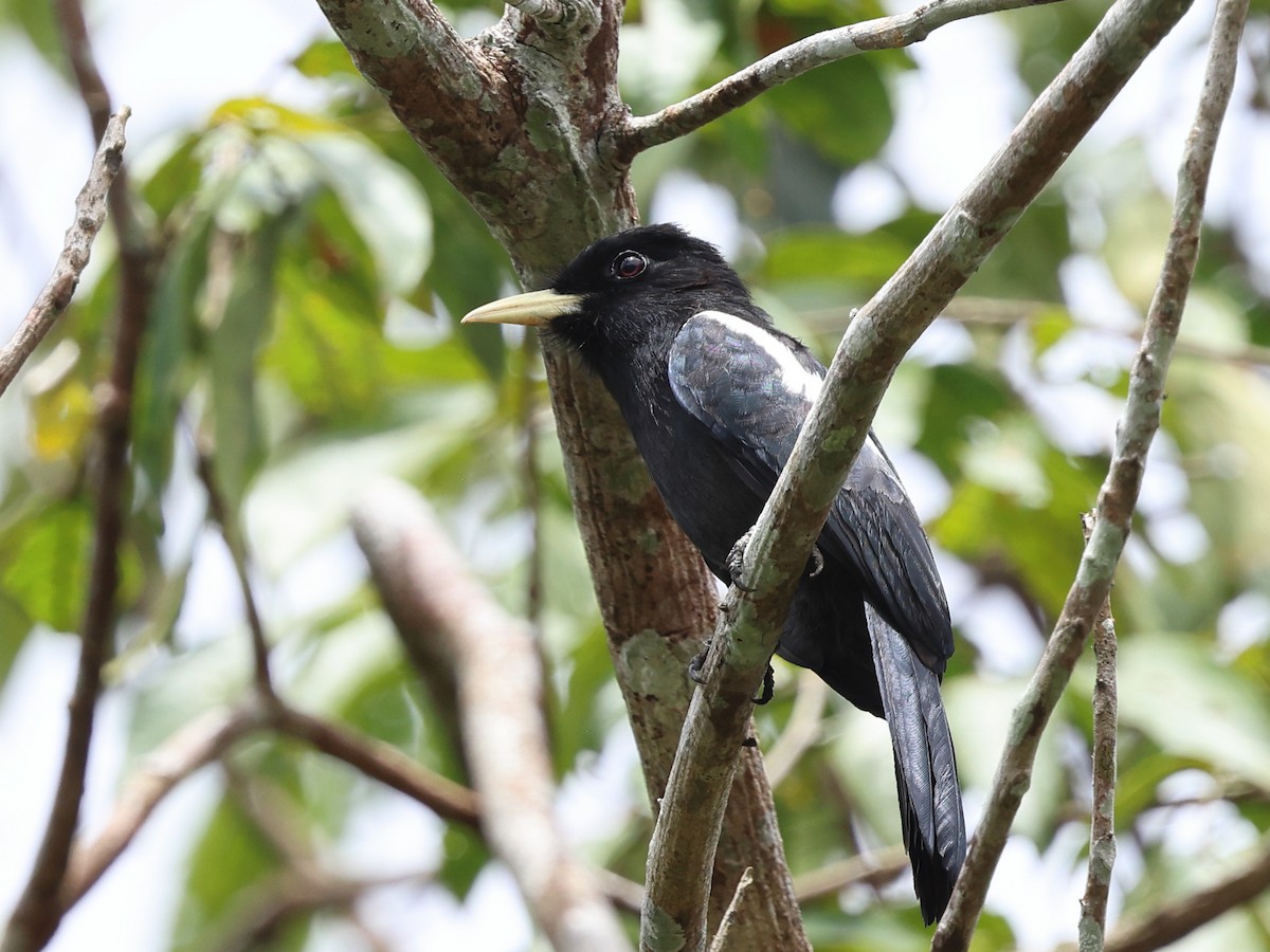 Yellow-billed Nunbird - ML640625185