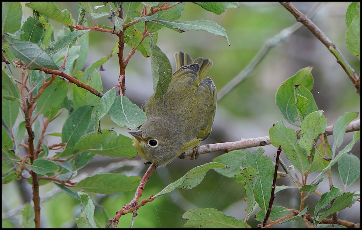 Nashville Warbler - ML640625259