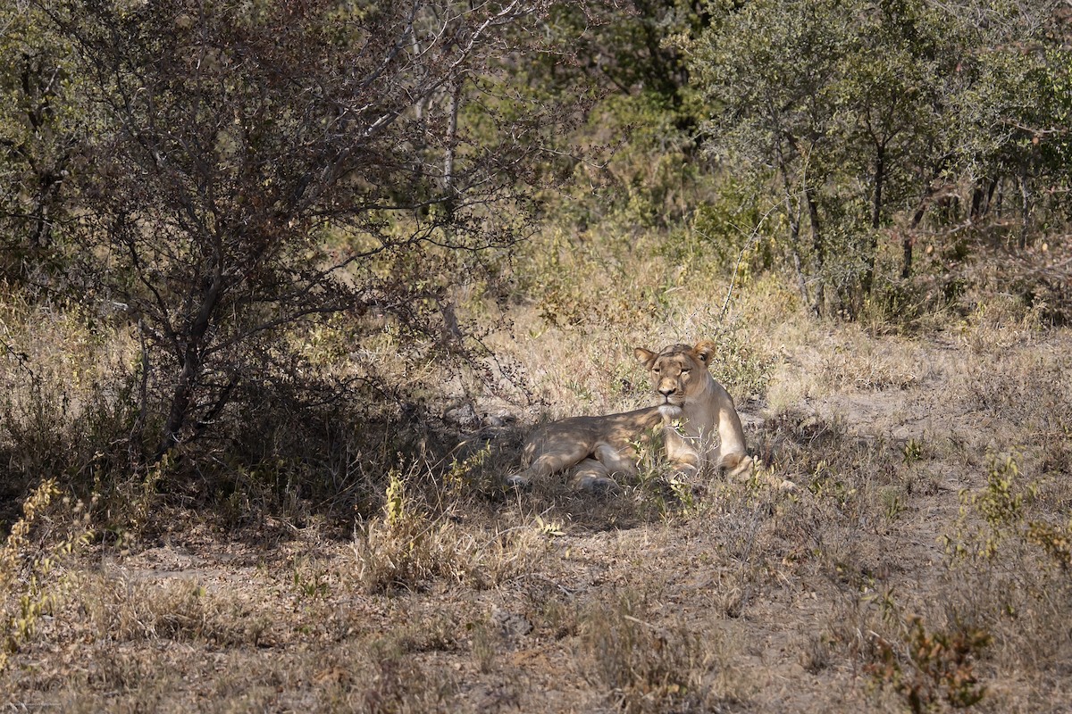 אריה - ML640625271