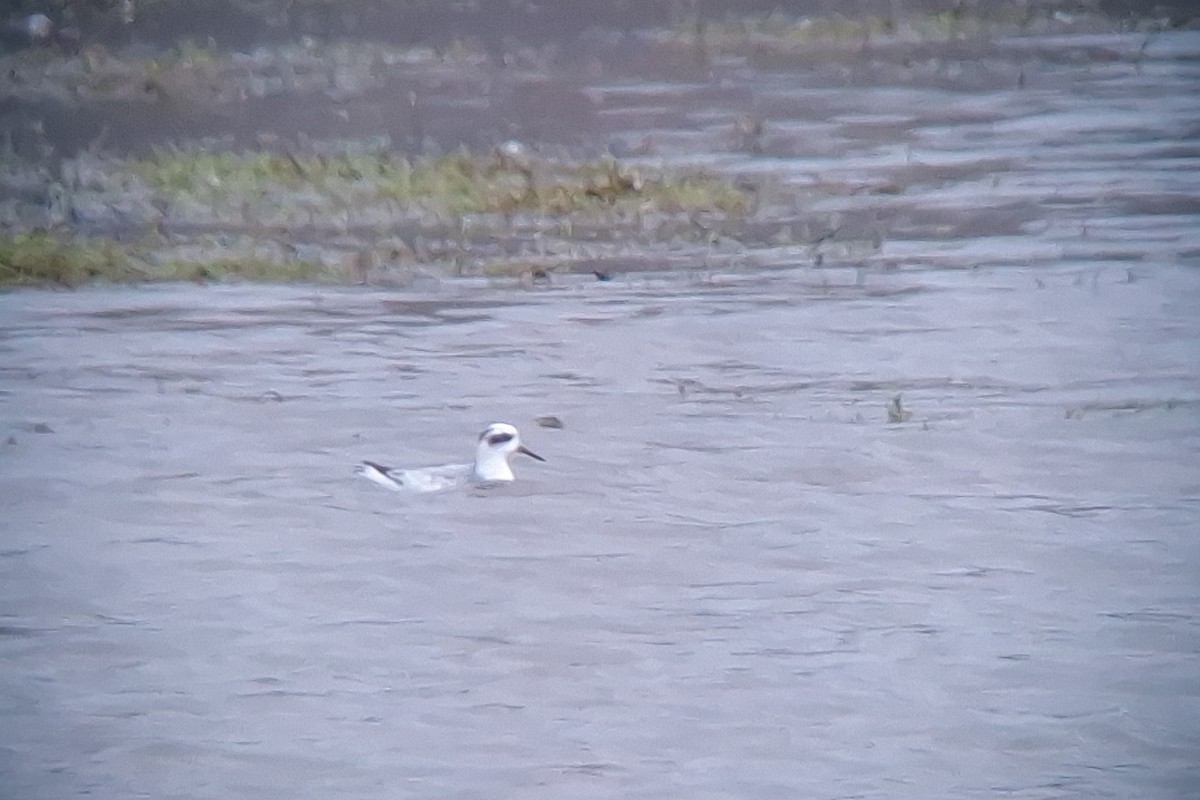 Red Phalarope - ML640625320