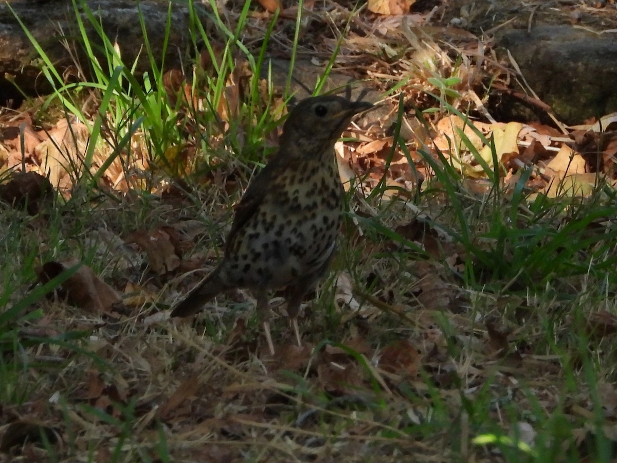 Song Thrush - ML640625347