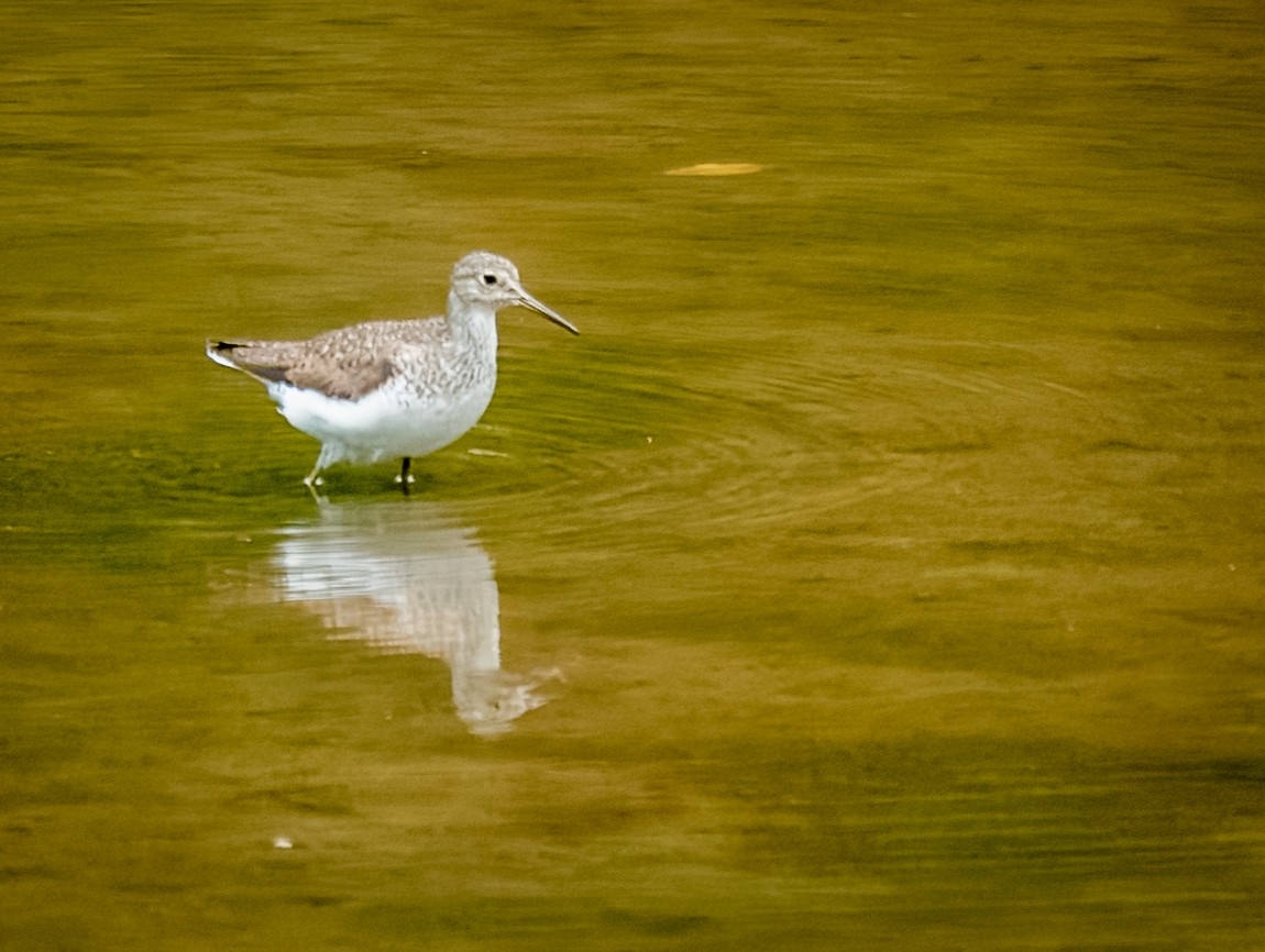 Solitary Sandpiper - ML640625368