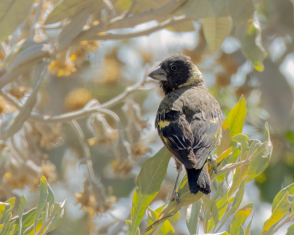 Thick-billed Siskin - ML640625385