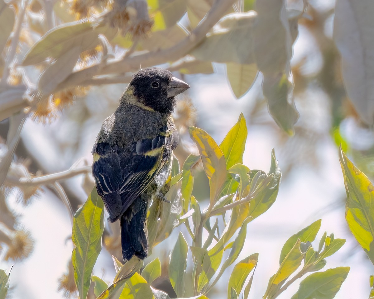 Thick-billed Siskin - ML640625450