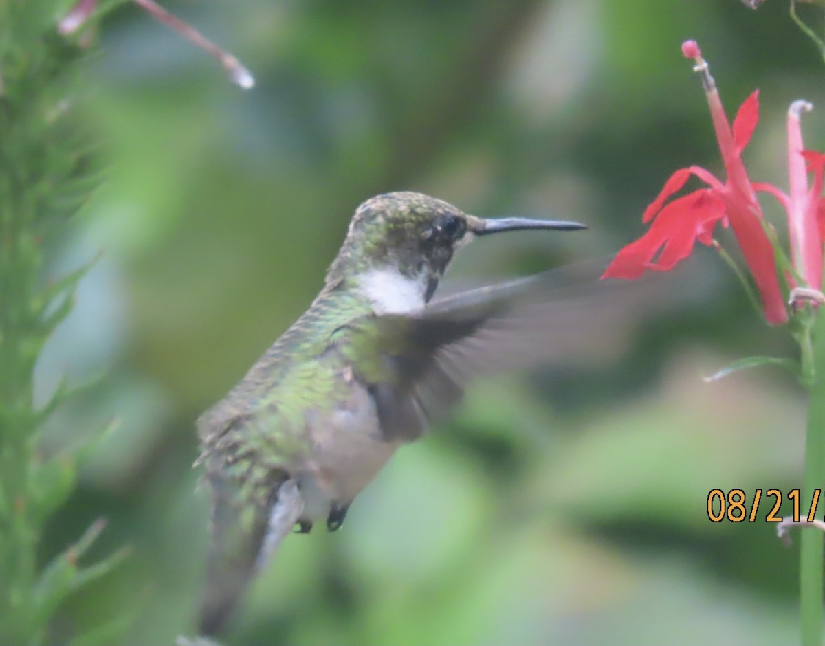 Ruby-throated Hummingbird - ML640625453