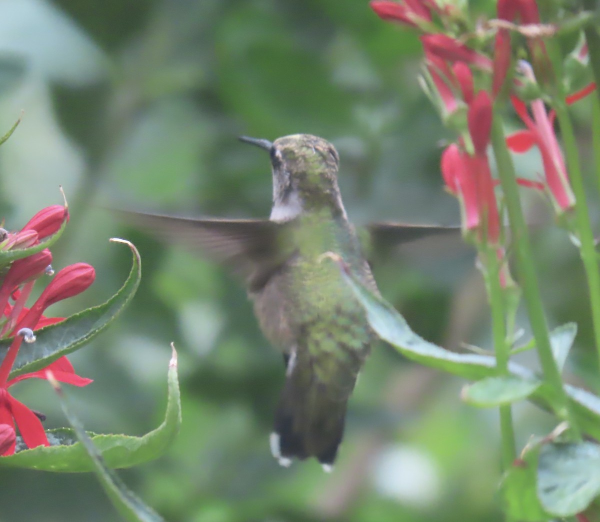Ruby-throated Hummingbird - ML640625454