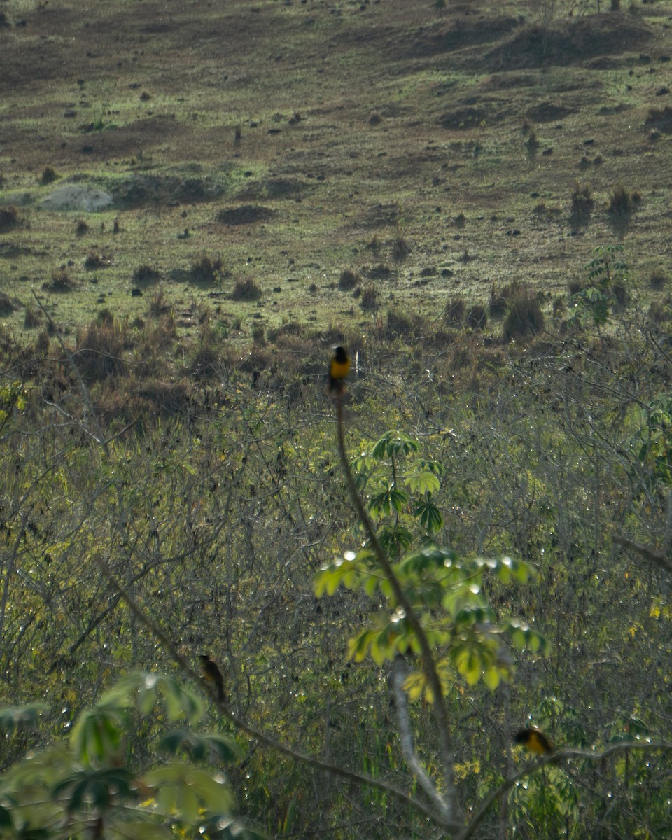 Yellow-rumped Marshbird - ML640625514