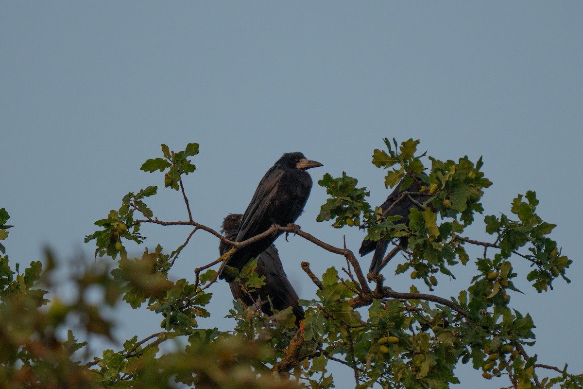Rook - ML640625517