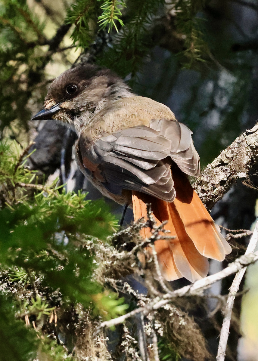 Siberian Jay - ML640625589