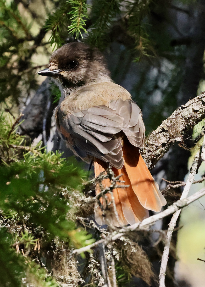 Siberian Jay - ML640625590