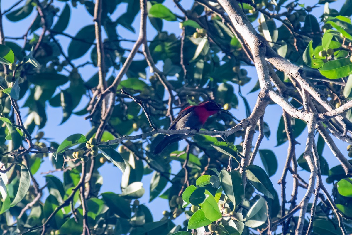 Crimson Sunbird - ML640625687