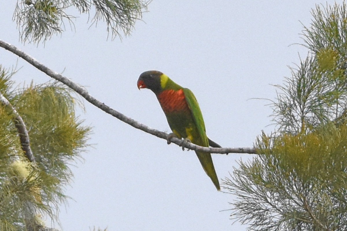 Coconut Lorikeet - ML640625693