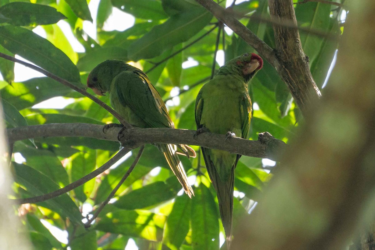 Scarlet-fronted Parakeet - ML640625704