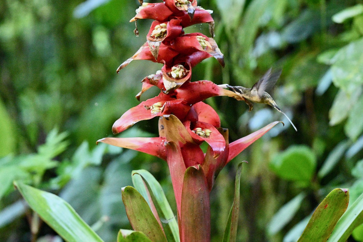Tawny-bellied Hermit - ML640625730