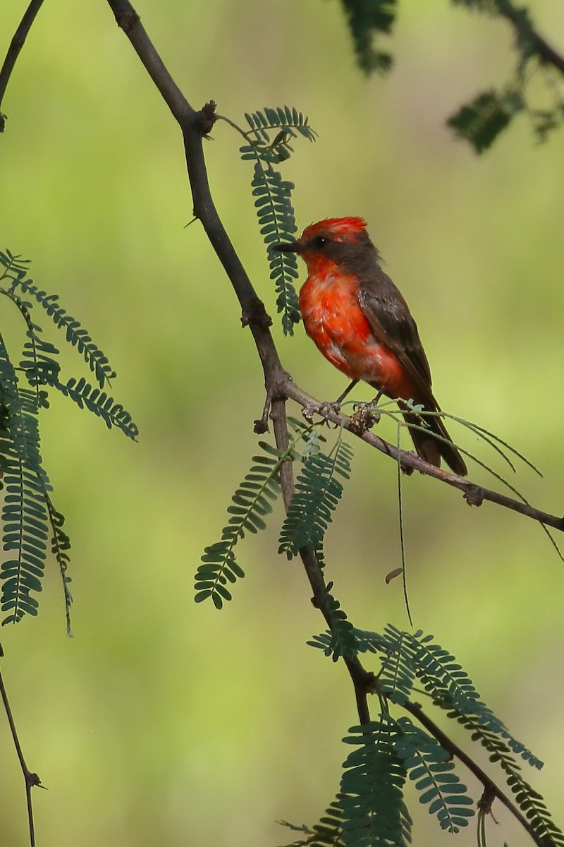 Vermilion Flycatcher - ML640625832