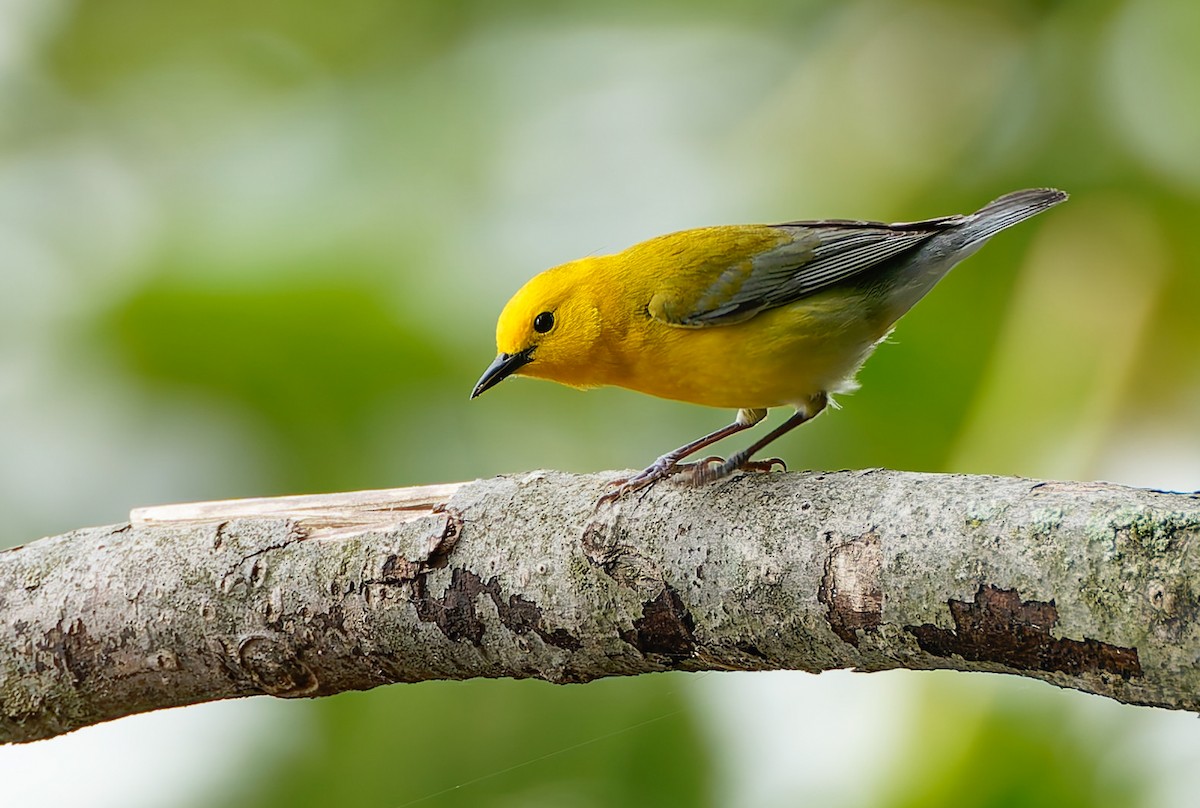 Prothonotary Warbler - ML640625865