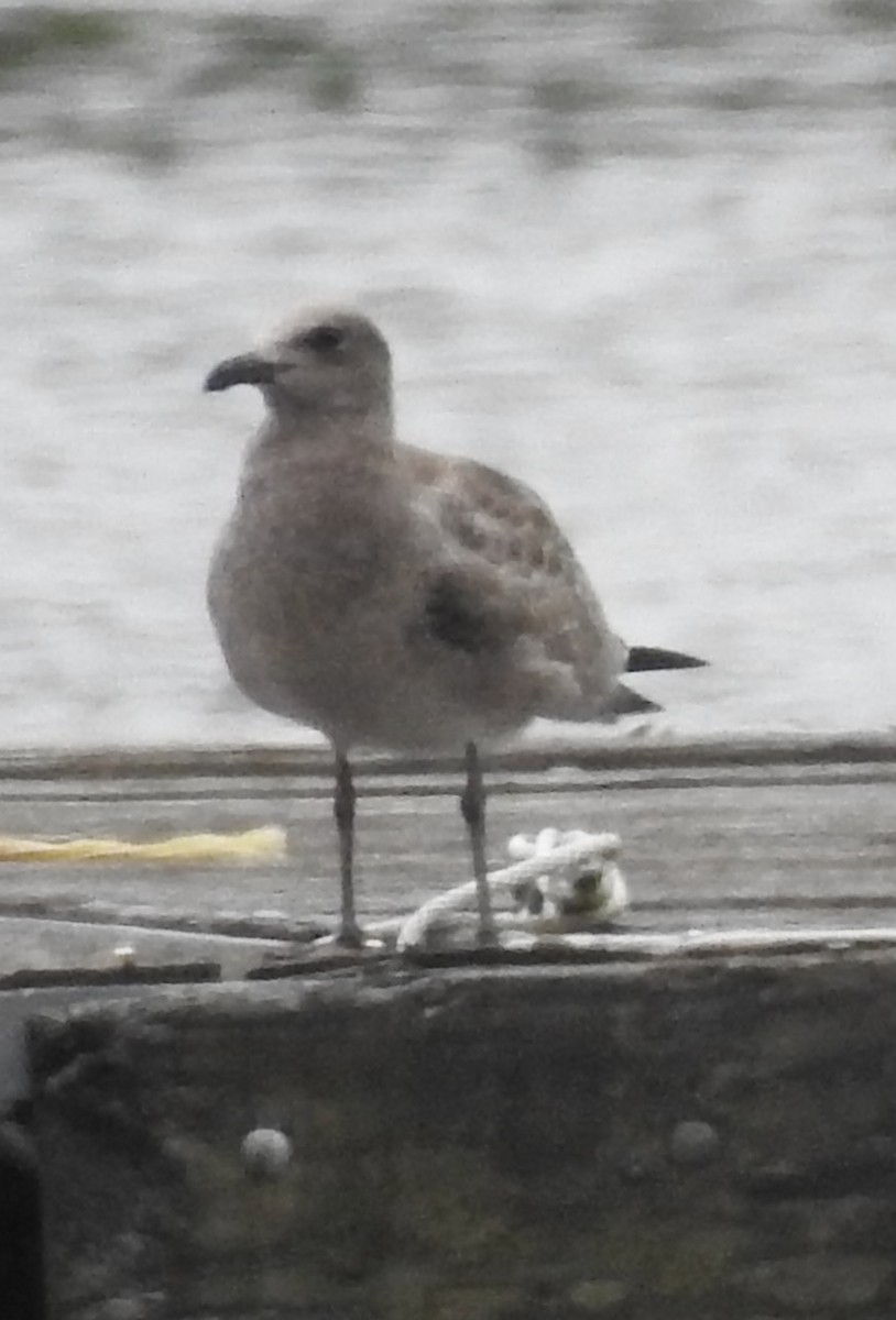 Laughing Gull - ML640625873