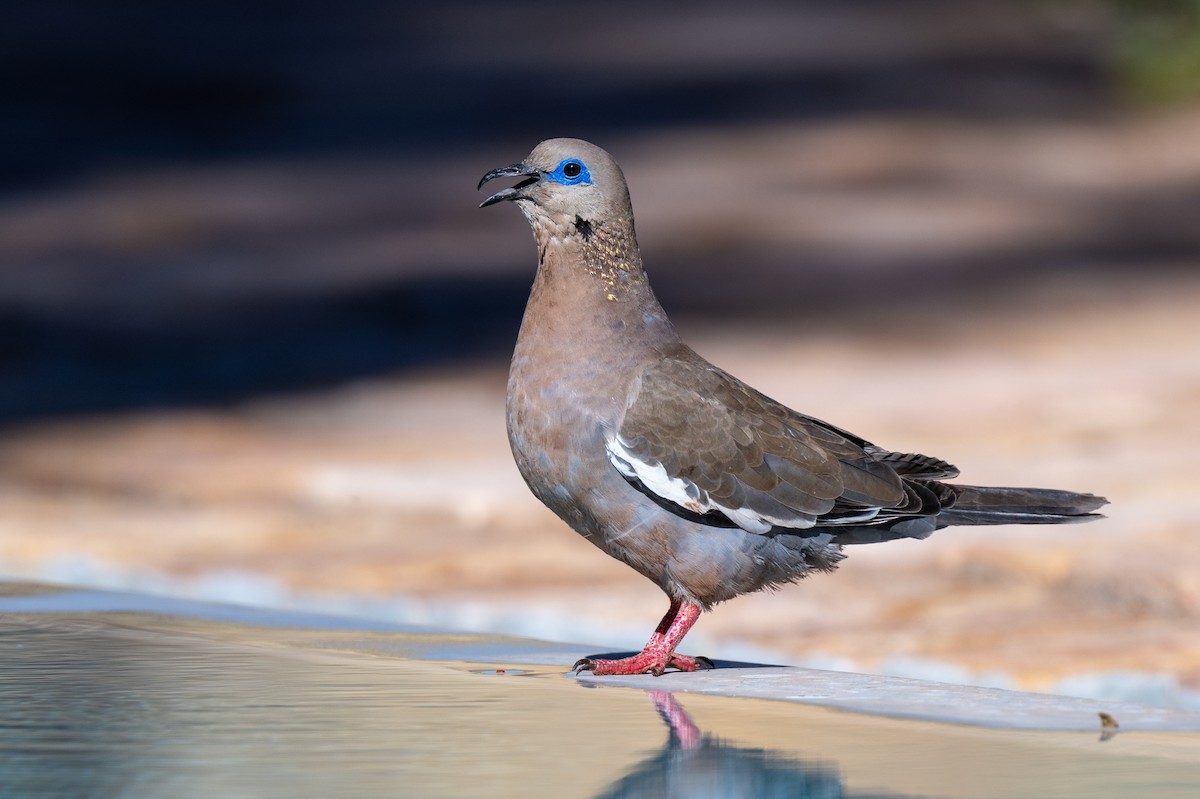 West Peruvian Dove - ML640625876