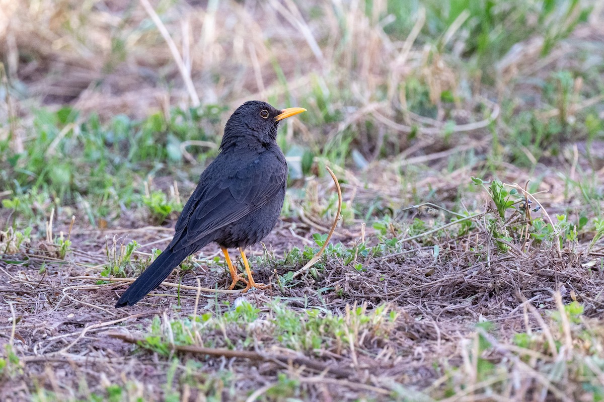 Chiguanco Thrush - ML640625883