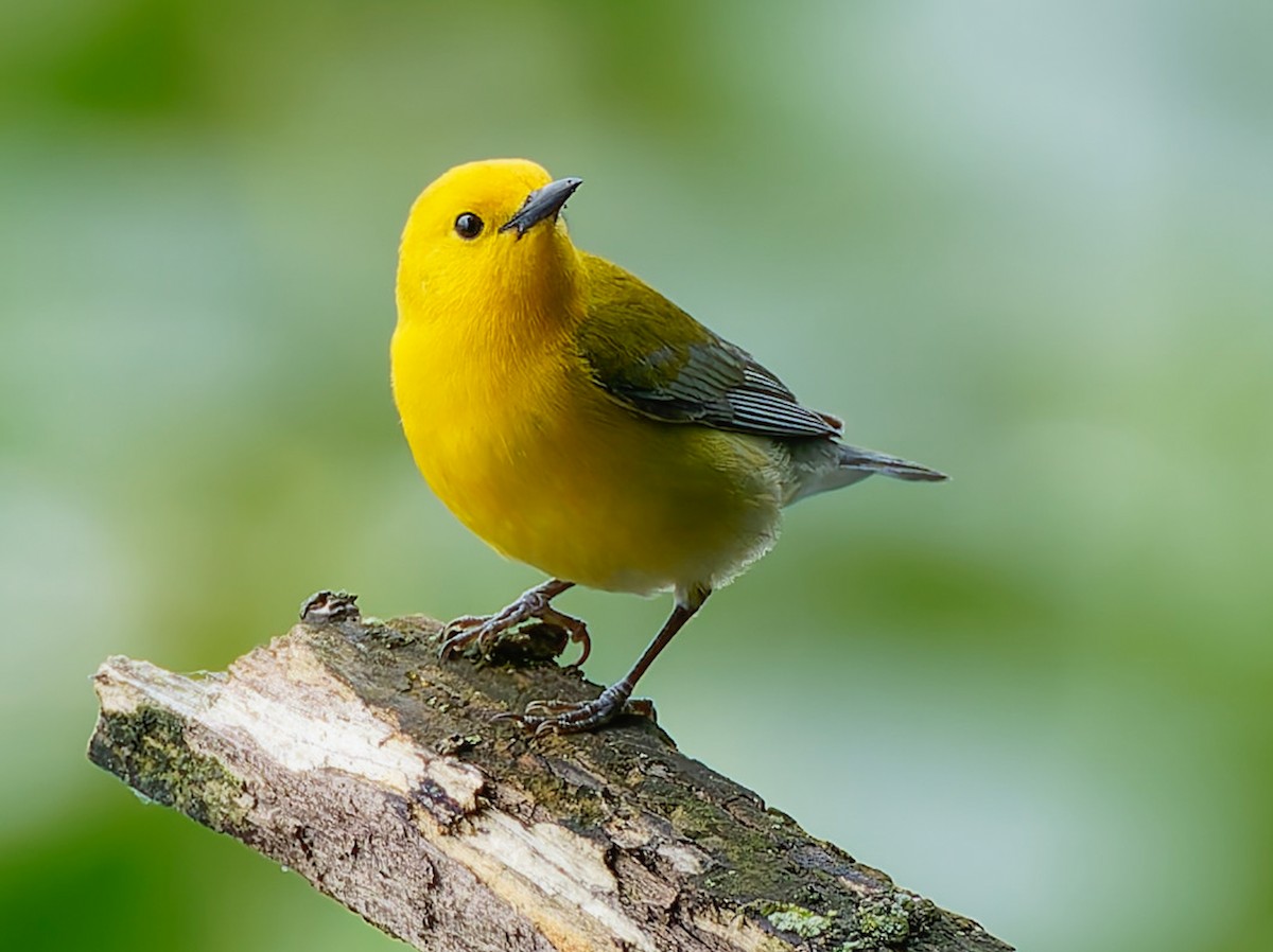 Prothonotary Warbler - ML640625893