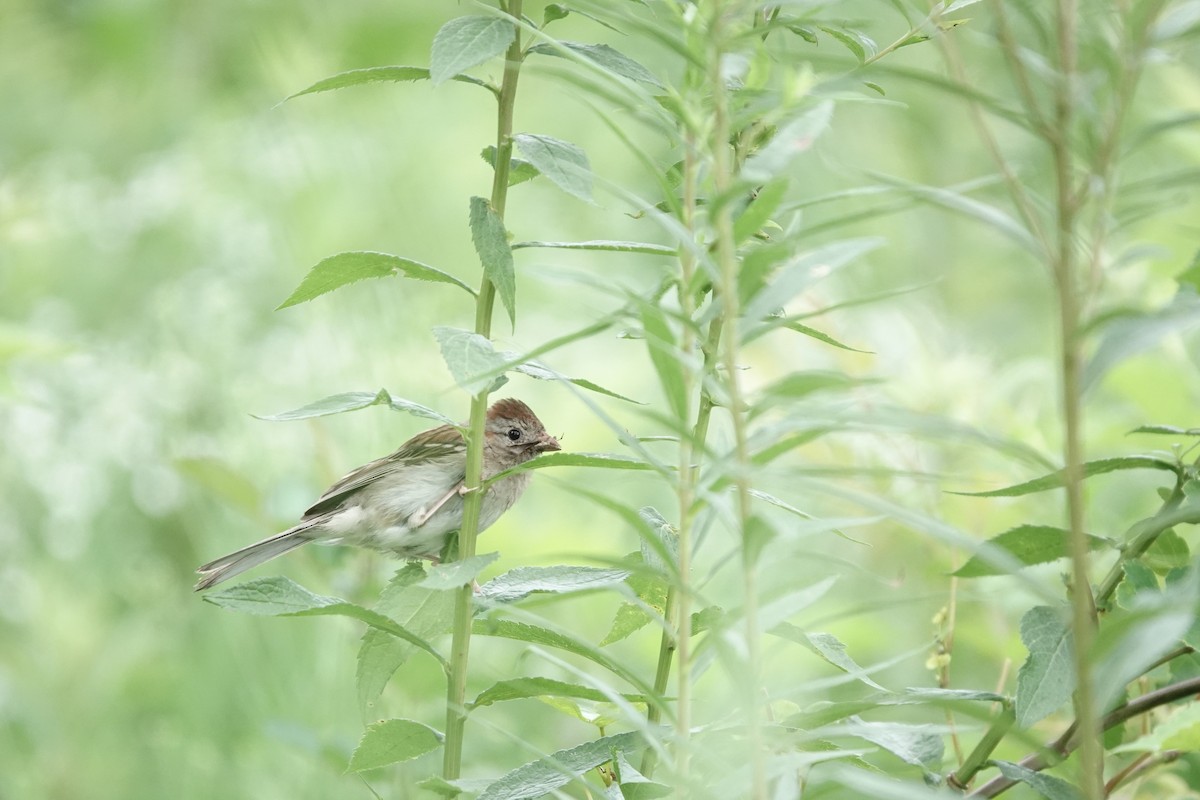 Field Sparrow - ML640625899