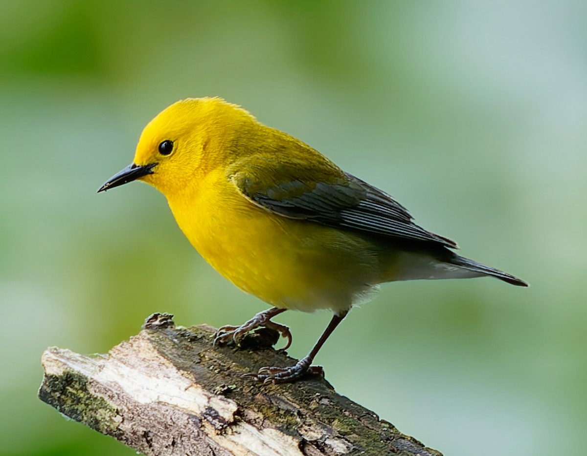 Prothonotary Warbler - ML640625901