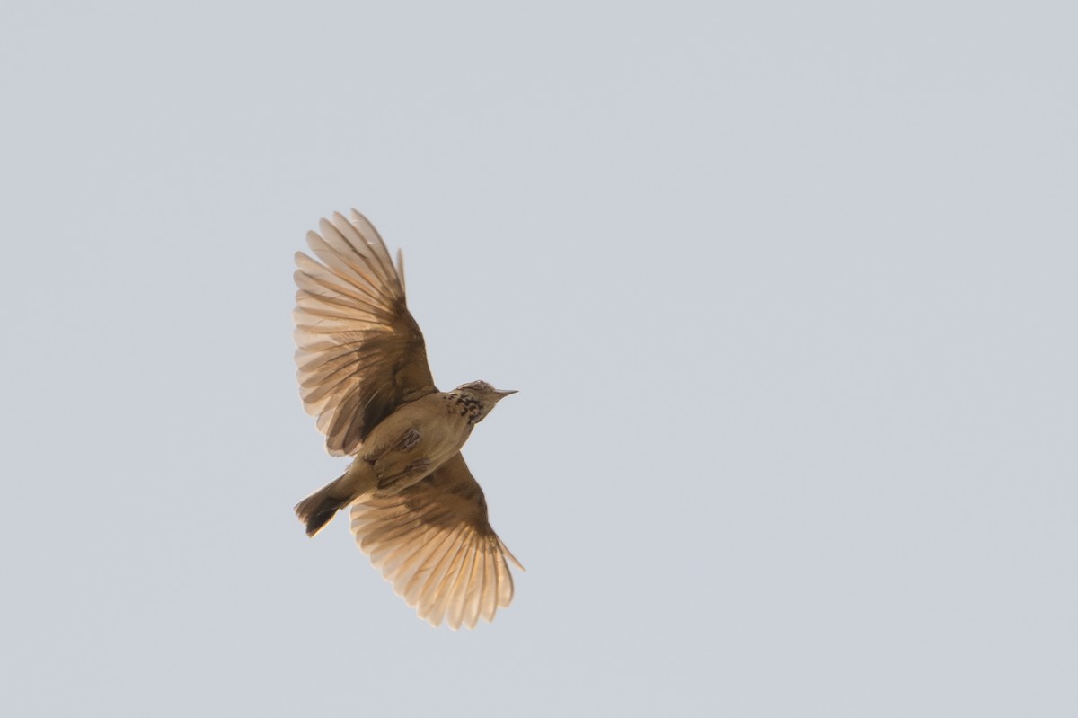 Flappet Lark - ML640625920