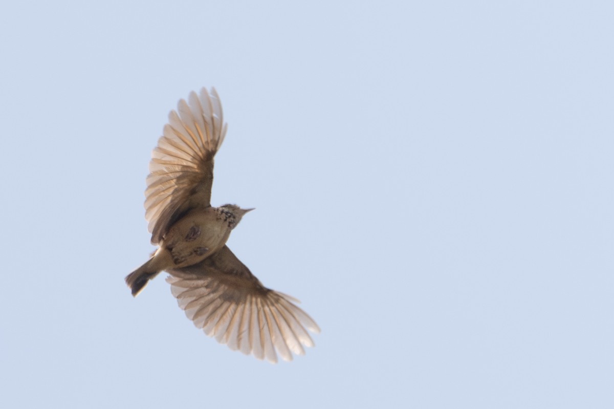 Flappet Lark - ML640625926