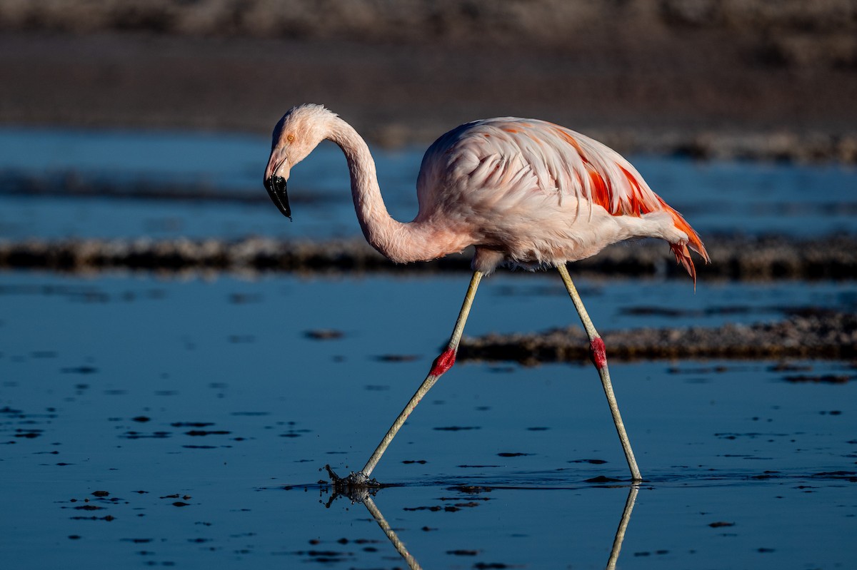 Flamant du Chili - ML640625934