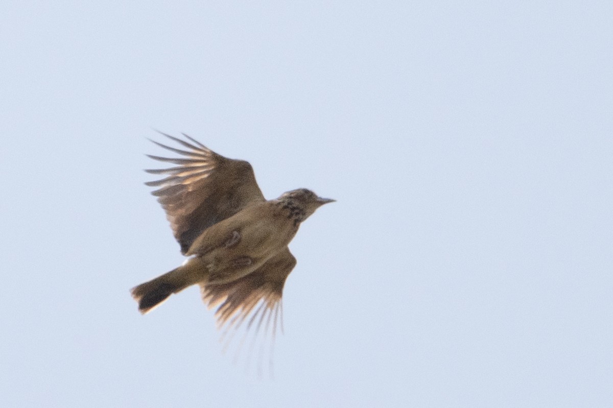 Flappet Lark - ML640625935