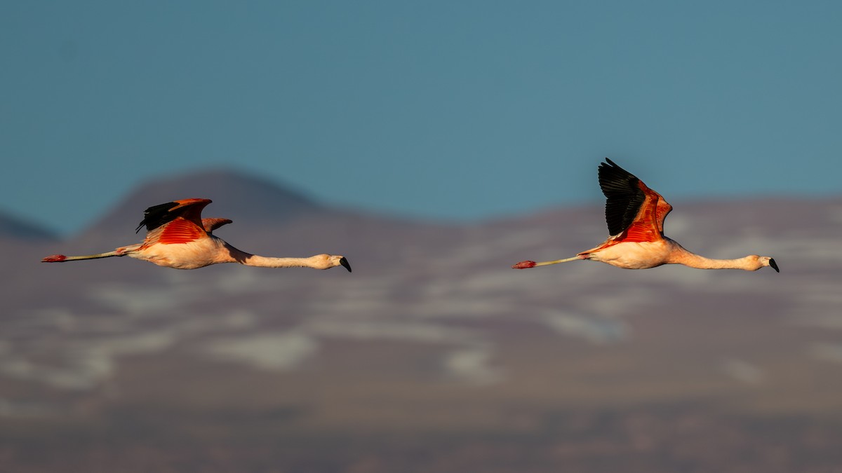 Flamant du Chili - ML640625942